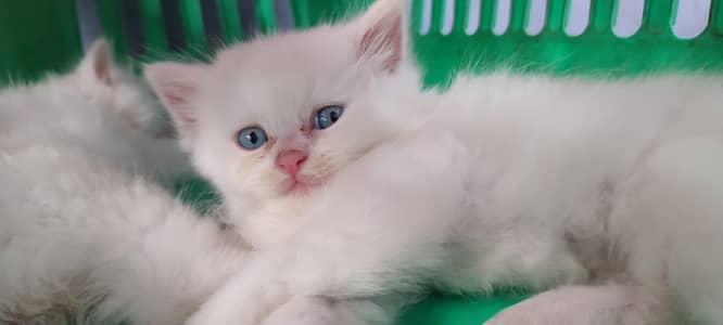 2 months Female persian odd eyes cat