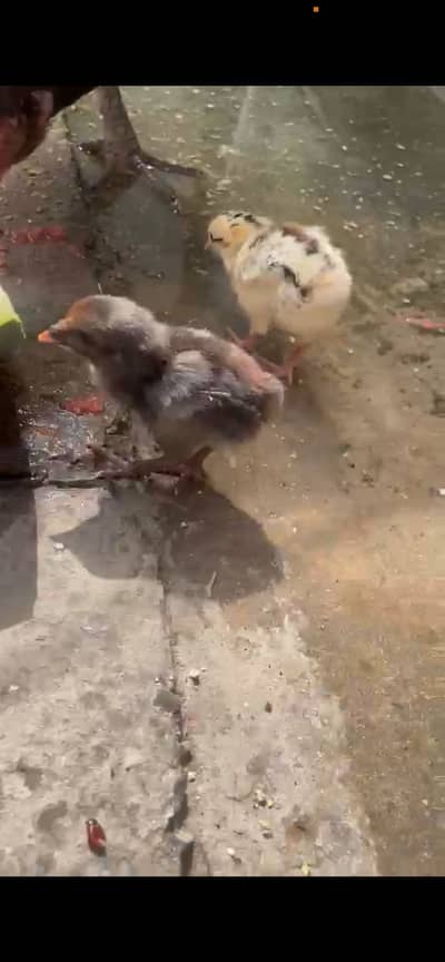 Aseel plus silky cross chicks