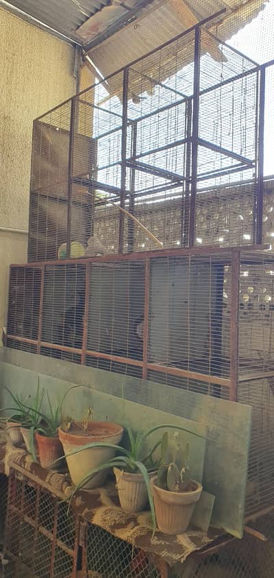 Birds Cages