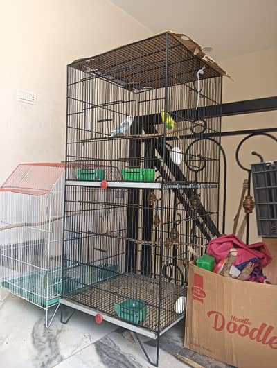 Budgies Female + Cage for Sale