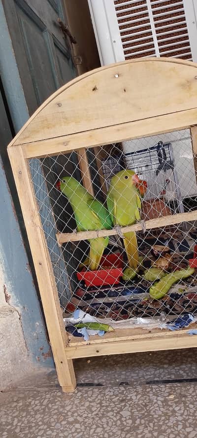 baby pair