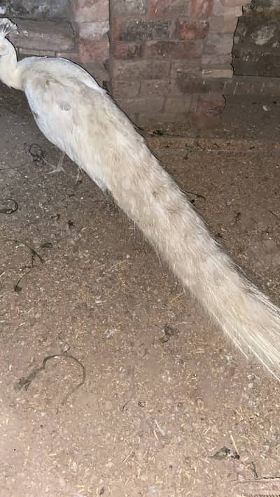 White peacock pair