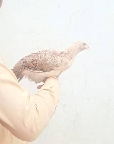 Tandrust aur Achi Quality Hens Available