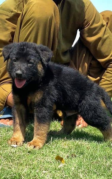German shepherd Dubal cout mail for sale active and healthy