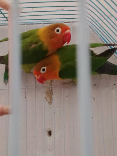 Fisher pair for sall location site area Hyderabad