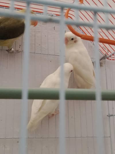 Fisher pair for sall location site area Hyderabad