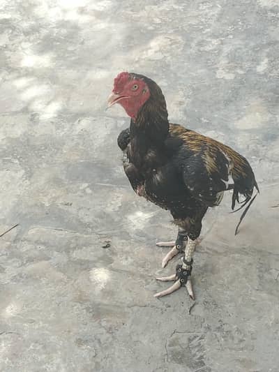 mushka jawa