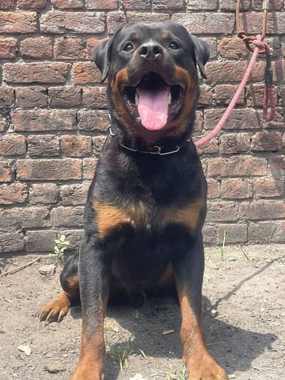 KCP PAGGRE ROTTWEILER ADULT MALE BOY AVAILABLE