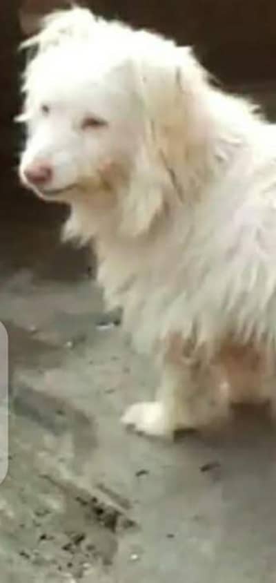 dog white in colour