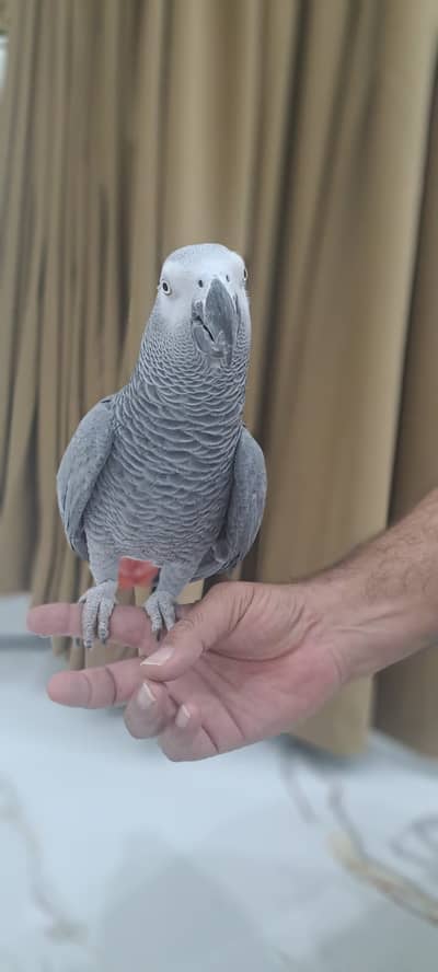 African Grey Parrot Urgent Sale – Talking & Intelligent Bird