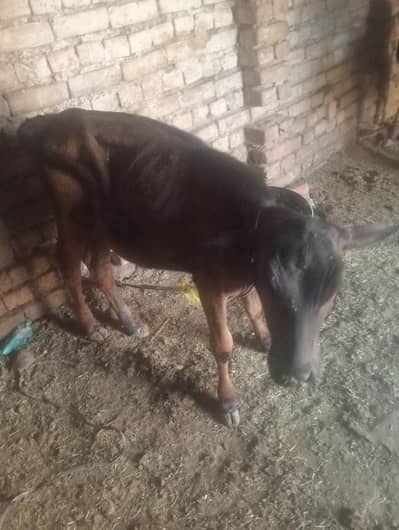 wacchi for sale in Rawalpindi
