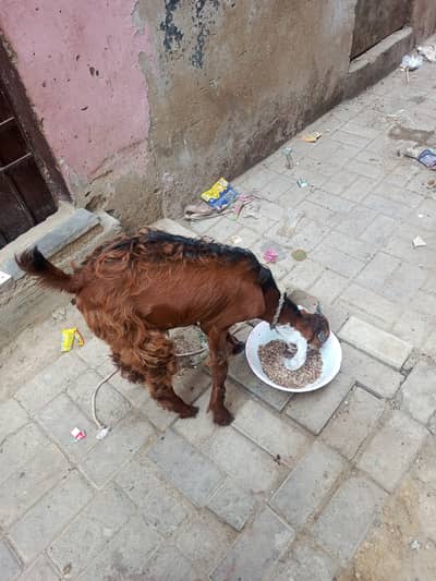 For sale 2 (male) بکرے 2
