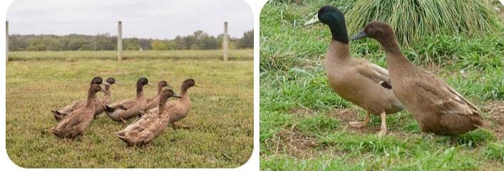 Khaki cambell duck/  Full adult pairs