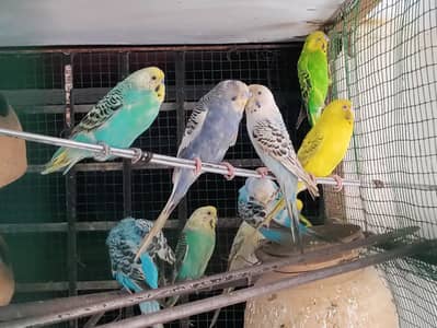 Beautiful Budgies (Male/Female) Available – Karachi