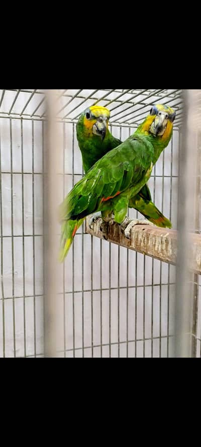selling Amazon breeder pair