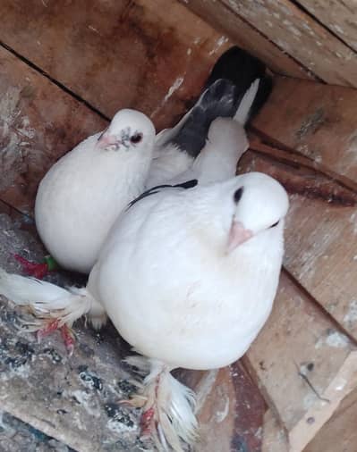 beautiful breader pair are available