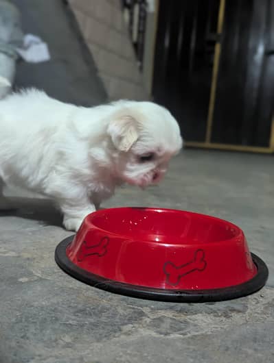 ShitZu Female Puppy white color