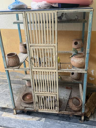 13 multi-color Australian budgies+big breeding cage(healthy&Active)