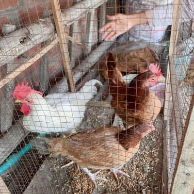 Desi murga and murgi  for sell