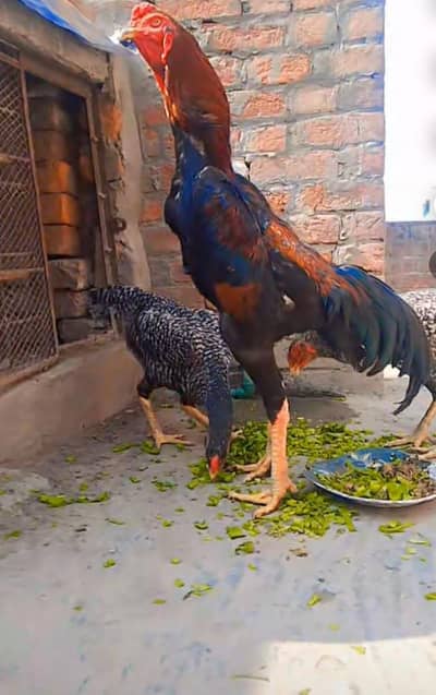 shamo aseel rooster 