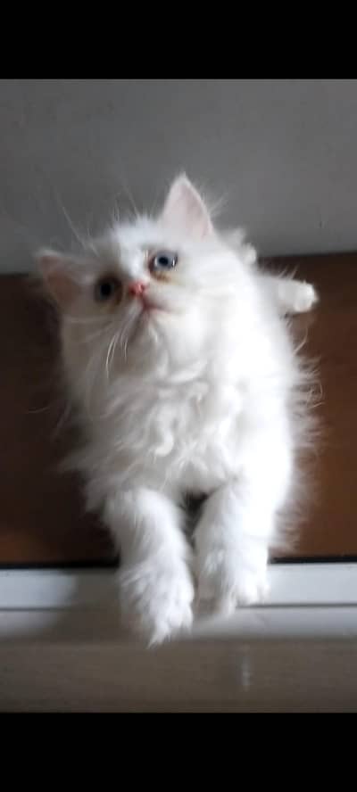 female kitten