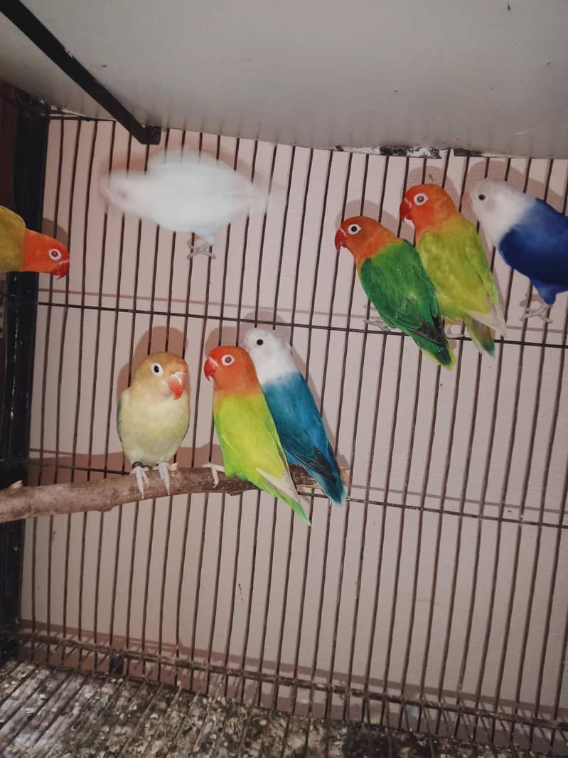 love birds setup 1