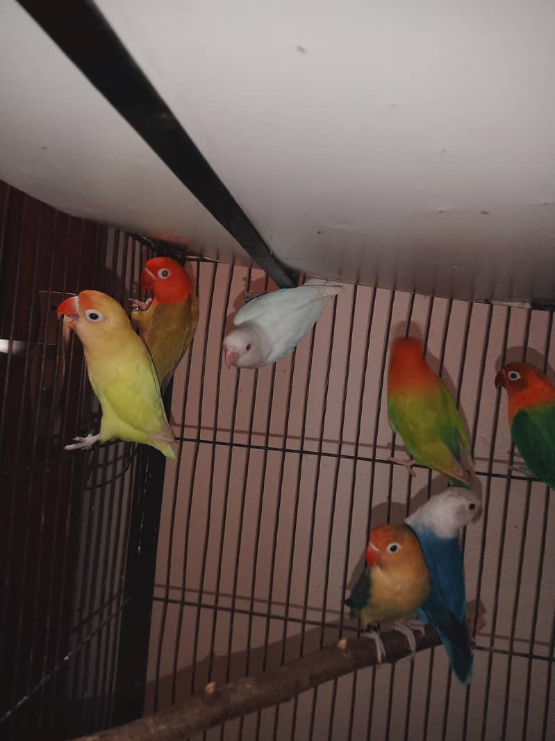 love birds setup 2