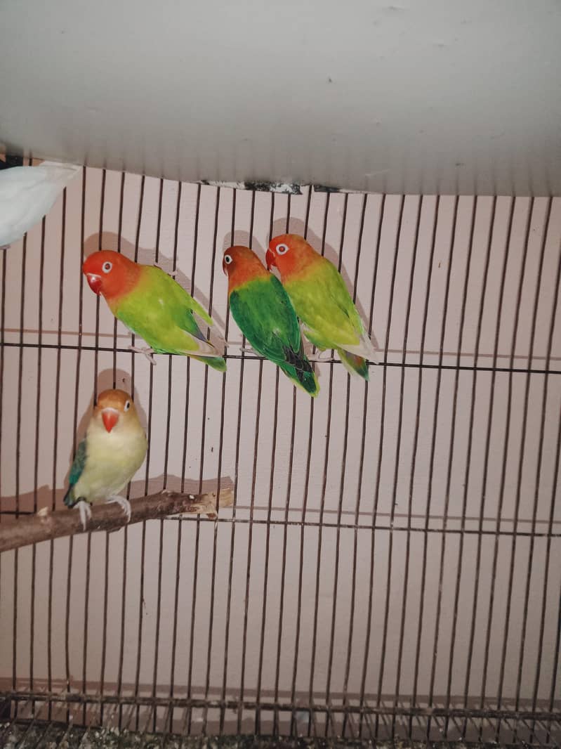 love birds setup 3