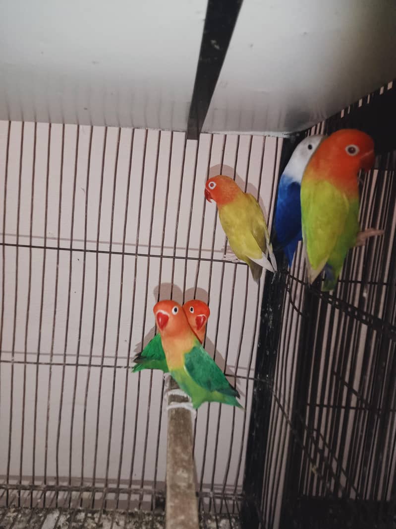 love birds setup 4