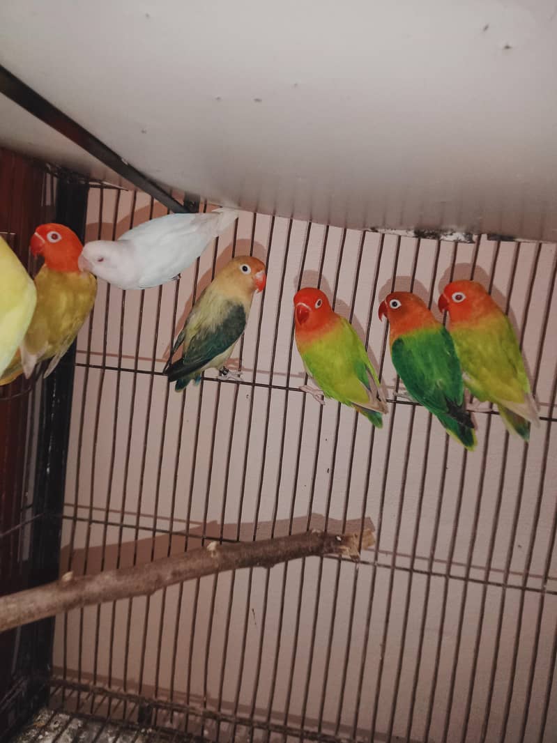 love birds setup 5