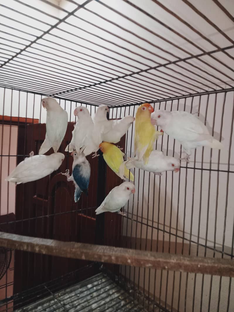 love birds setup 6