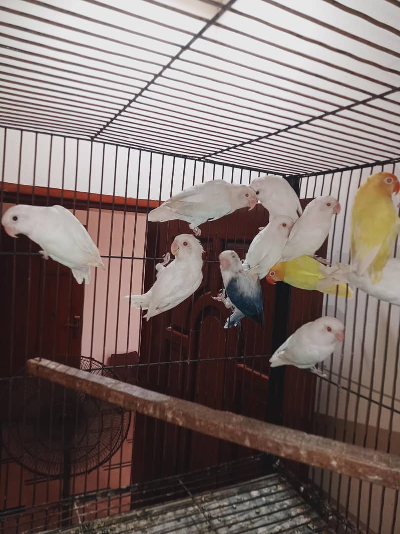 love birds setup 7