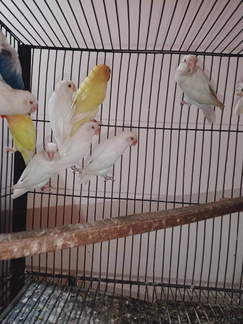 love birds setup 8