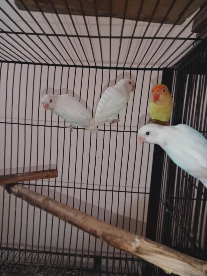 love birds setup 9