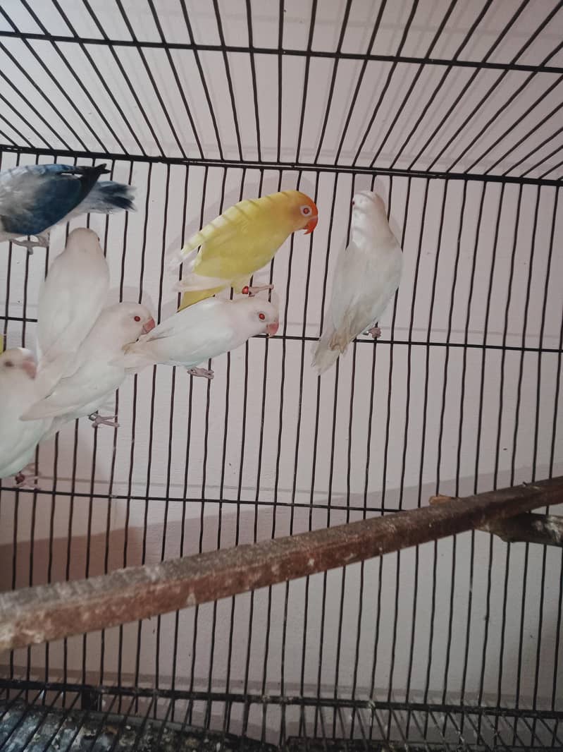 love birds setup 10