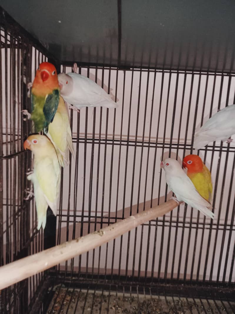love birds setup 11