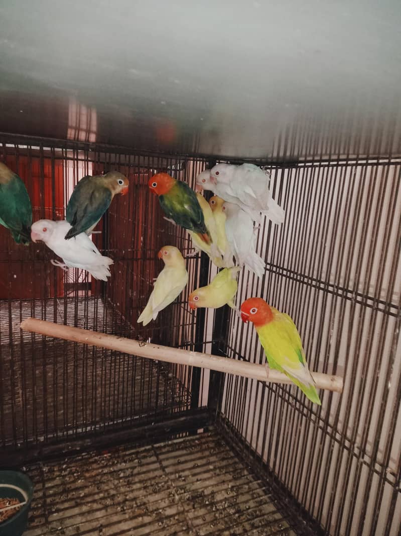 love birds setup 12
