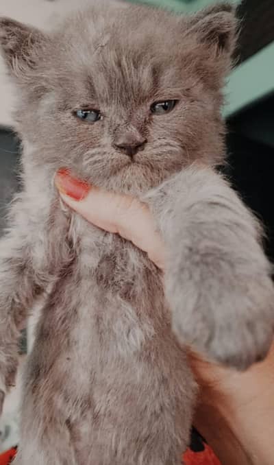 cats.