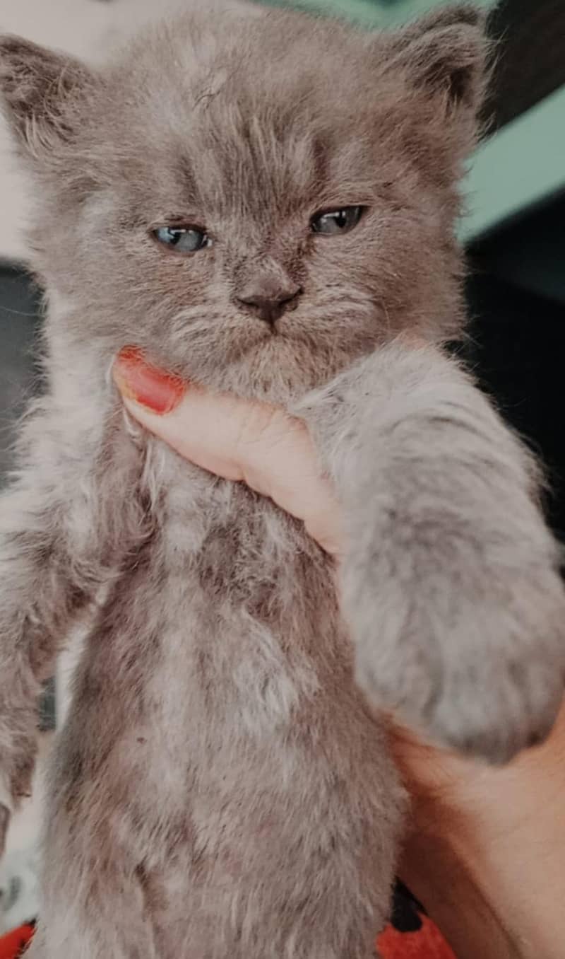 cats. 0