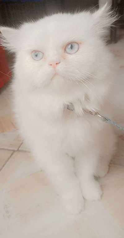 Persian cat punch face