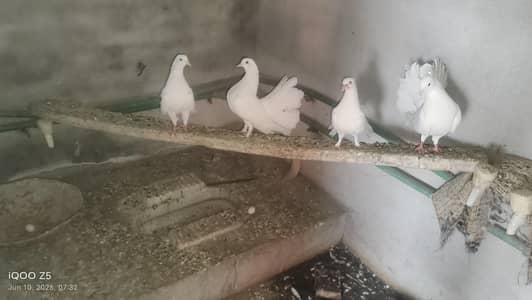 laky kabotar