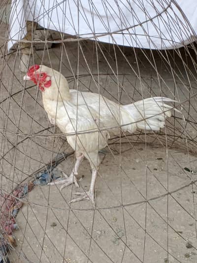 for sale