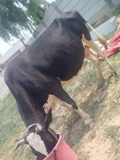 cow  for sale