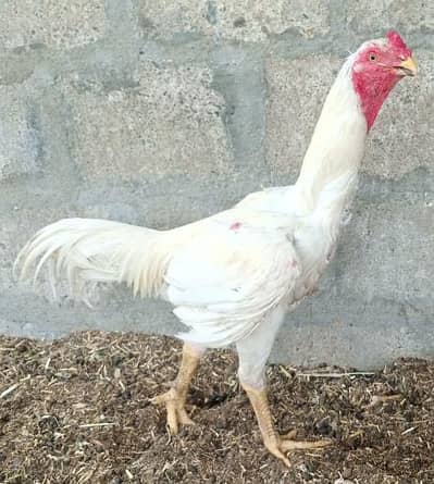 weight colors Shamo for sell