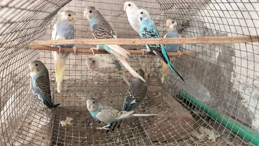 budgie parrot 9
