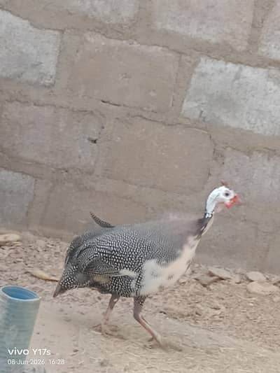 guinea fowl