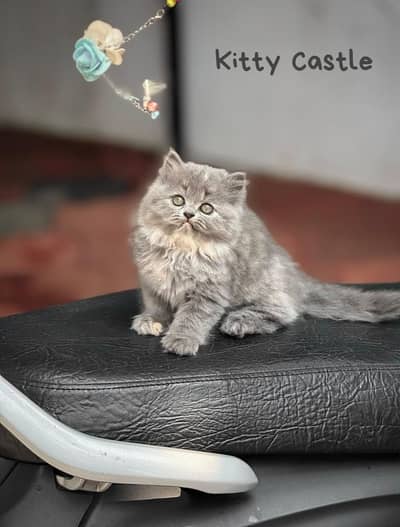 persian kittens|triple Coated|Punch Face kittens_cute|fluffy cat/peki