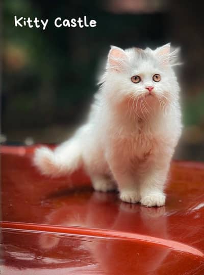 persian kittens|triple Coated|Punch Face kittens_cute|fluffy cat/peki