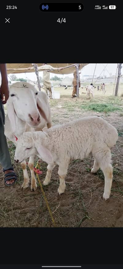 sheep