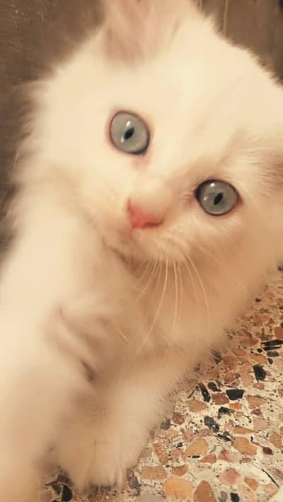 female kitten